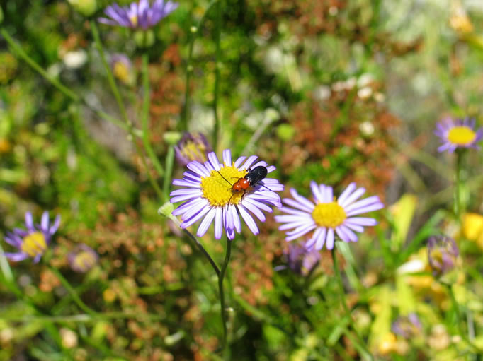 A Fleabane Daisy with a visitor.