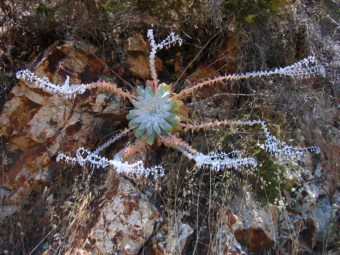 A huge Chalk Dudleya along the trail.