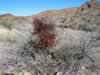 Desert mistletoe. (152kb)