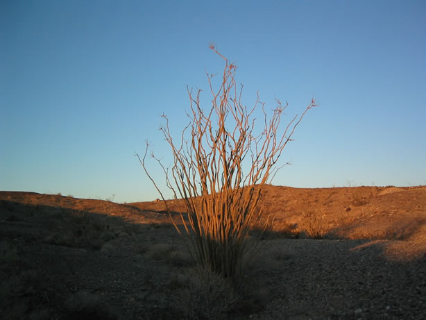 Ocotillo at sunset.