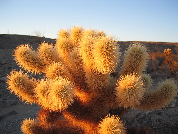 Cholla ablaze with the rays of the setting sun.