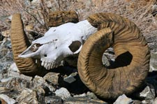 bighorn skull