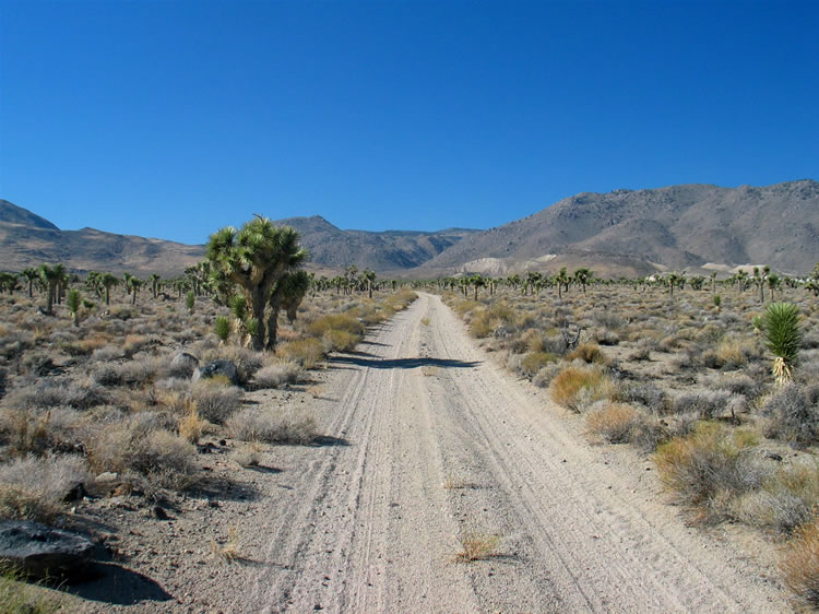 The approach road for our petroglyph hunt passes through a scenic Joshua tree forest on its way to the trailhead.