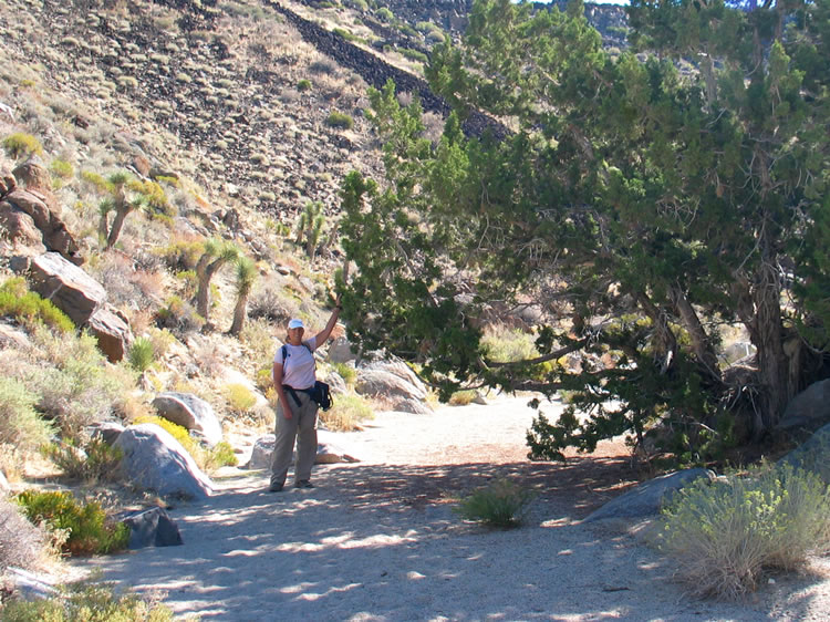 Several large juniper trees such as this one dominate the wash.  There are also a few pinon pines taking up residence here as well.