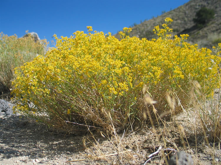 Golden yellow rabbit bush provides a vibrant accent to the various shades of green vegetation and the brilliant blue sky.