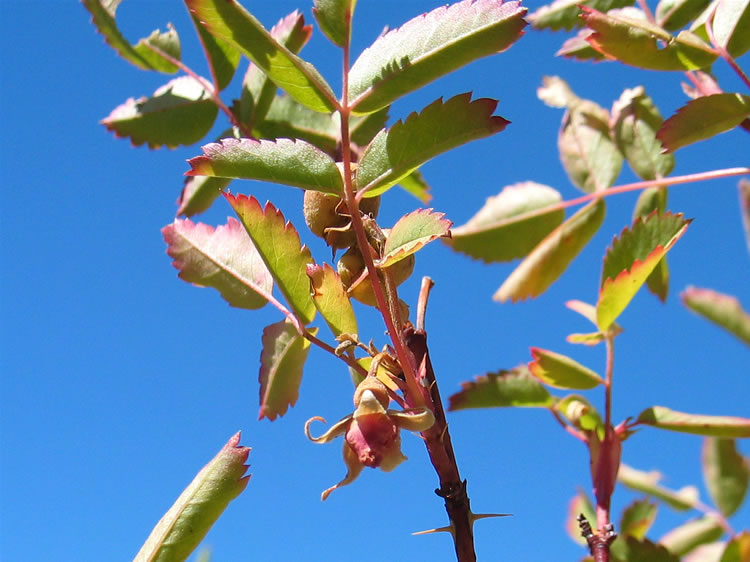 Large clumps of wild rose begin to put in an appearance as we near the little plateau at the head of the wash.