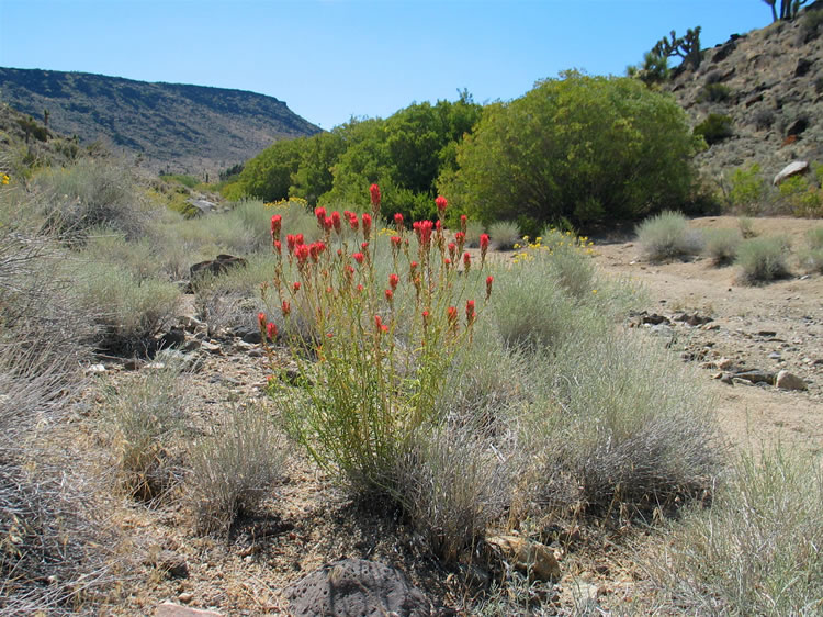 Brilliant red Indian paintbrush begins appearing as we near the springs.