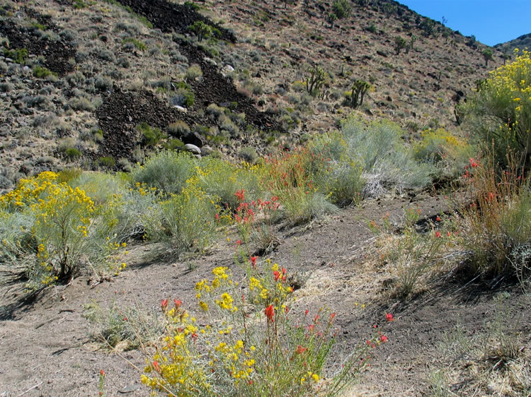 We love the mixture of red and yellow.  So do the bees!