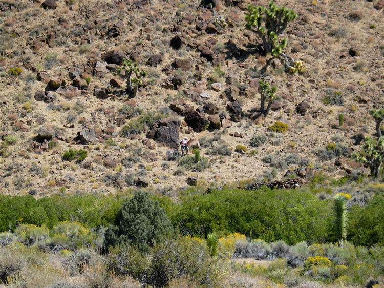 The dry stacked stones from an old cattleman's cabin rise above the greenery along the wash.  Jamie is on the hillside checking out the boulders for petroglyphs.