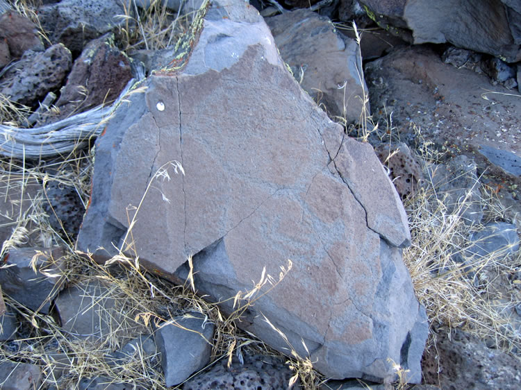 This rock fallen rock contains an upside down bighorn with a round body that looks similar to the one that we found just a short while ago at the main "Flat" site.