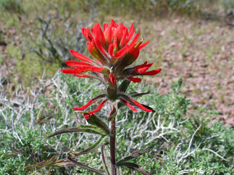 Indian paint brush in bloom.