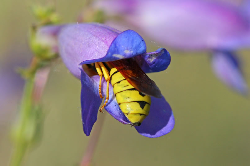 Looks like wasps are frequent visitors also.