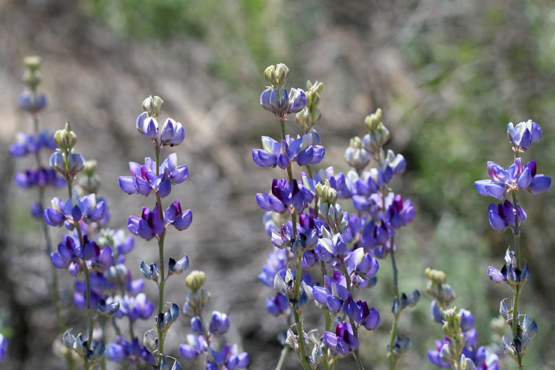Clumps of lupine add color to the scene.