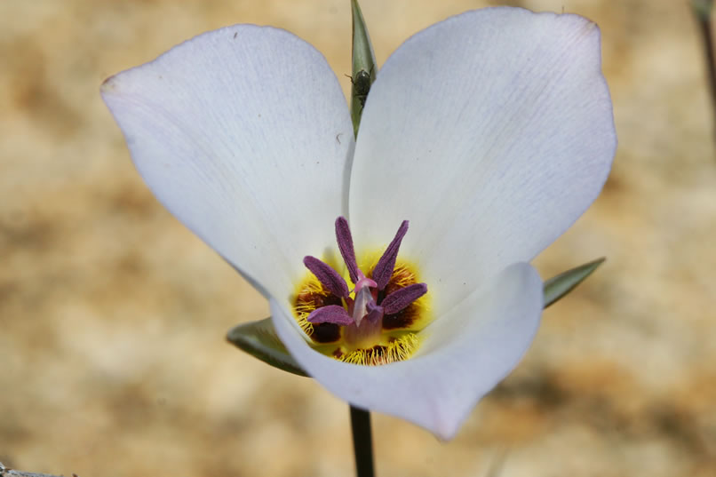 Another colorful flower found in the area is the Panamint Mountain Mariposa lily, seen here.