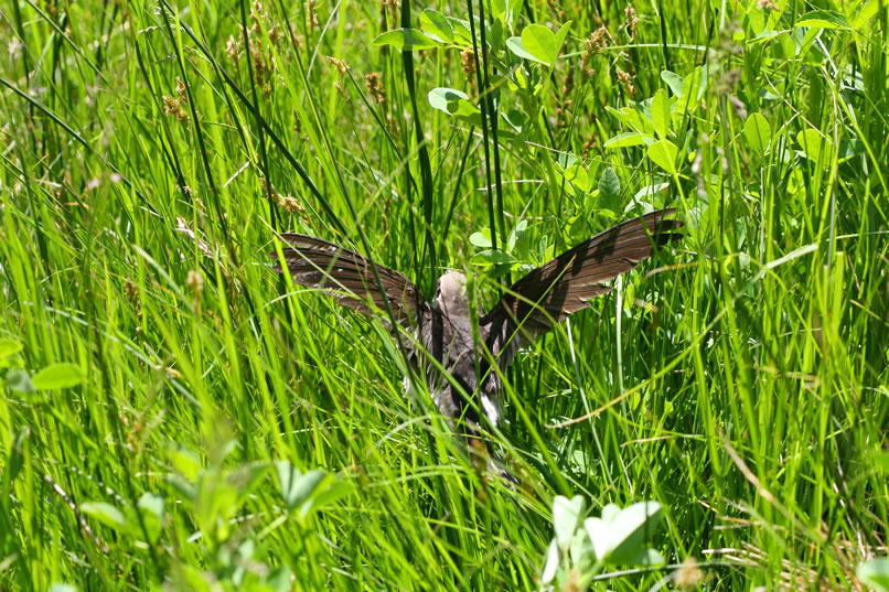 In dense grass along the creek, we scare up a couple of young birds that haven't mastered flight yet.