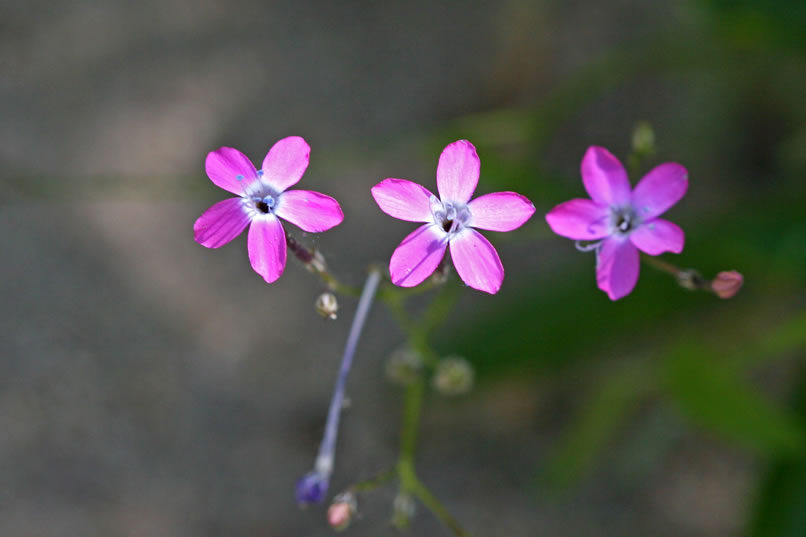  These might be a type of gilia.