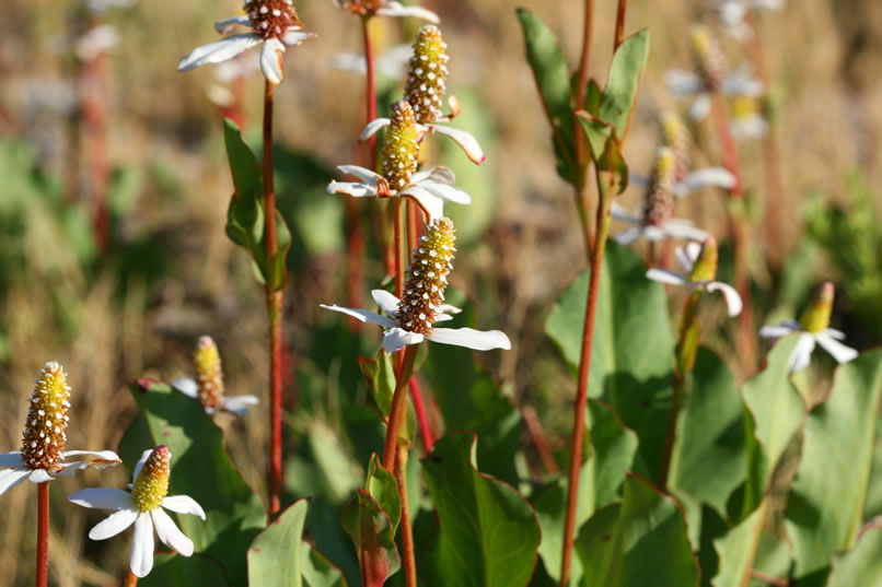 The American Indians were well aware of the therapeutic qualities of the plant and its ability to heal skin sores and stomach ulcers as well as treating blood diseases, just to name a few of its uses.