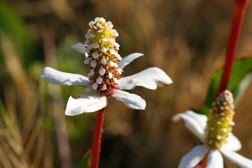 Here's one last look at this useful and beautiful plant.