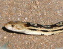 gopher snake head