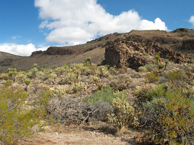 Creosote, yucca, cat-claw acacia, cholla and barrel cactus can all be seen as we approach the hill.