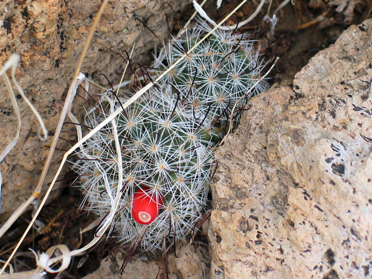 A tiny fish hook cactus and bright red seed pod.  The seed pod is good eating when young and tender.  Once the seeds have formed, though, it's no longer really edible.  Ask Niki.