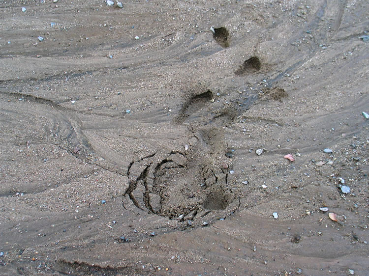 Every now and then we step into pockets of quicksand which swallow our boots to well above our ankles before we can pull ourselves free.  Luckily we have our gaiters on and they keep most of the sand out.  Here you can see where Niki has gotten trapped and then her footprints leading away from the quicksand pocket.