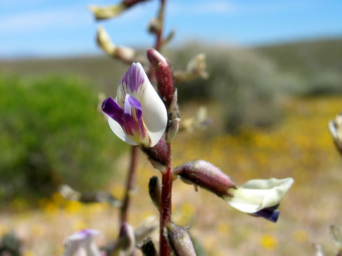 We're still working on identifying this flower.  Any ideas?