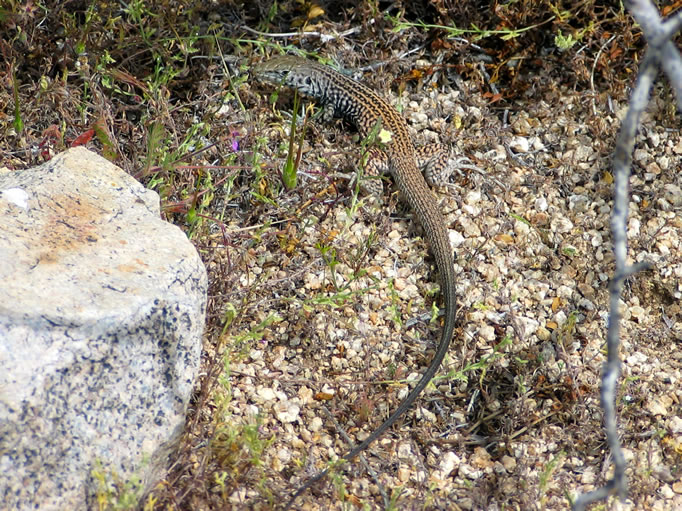 Great Basin whiptail lizard