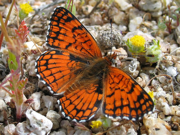 A sagebrush checkerspot taking a rest from its nectar feast.