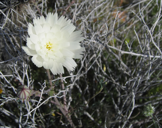 desert chicory