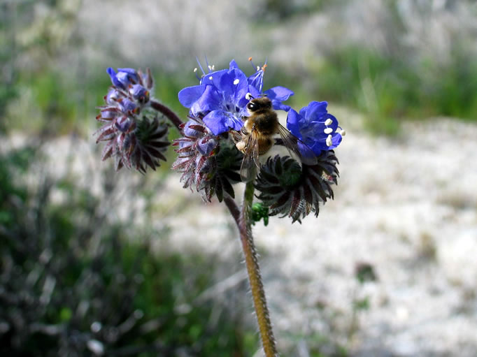 Bee visiting wild heliotrope.