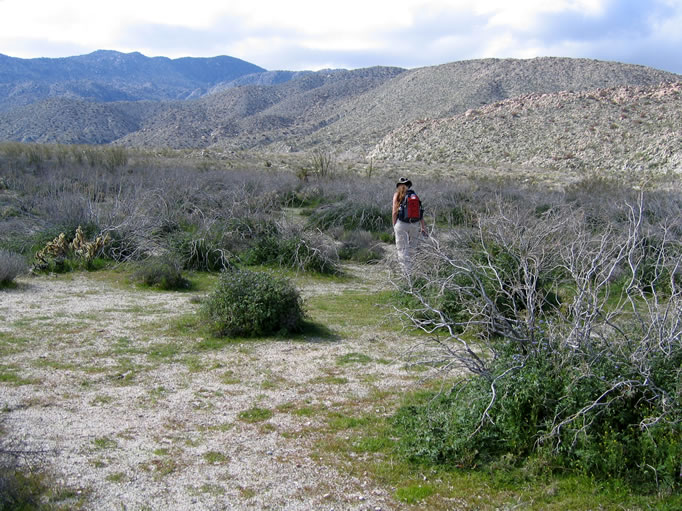 Niki scans the ground for pottery.