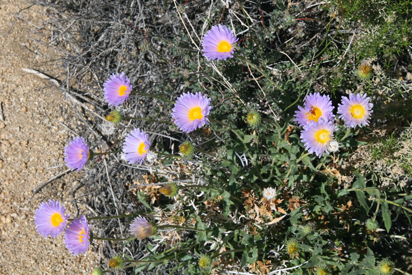 Colorful Mojave asters remind us that we're likely to see more spring wildflowers in bloom today.