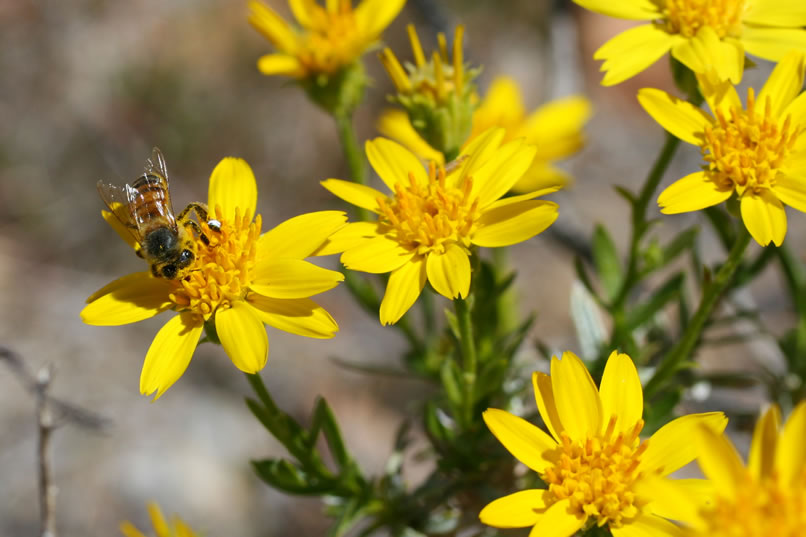 The honey bees are also out in force to take advantage of the spring bloom.