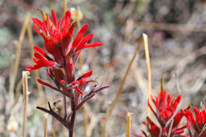 Indian paintbrush