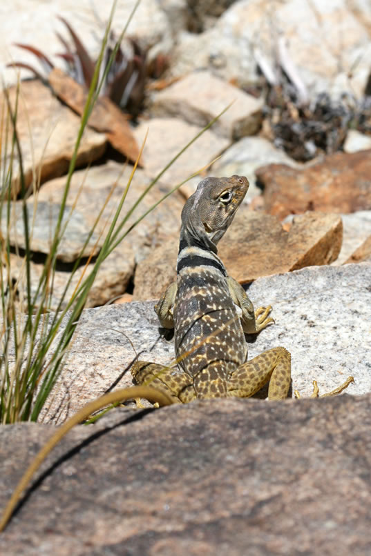 Shortly before we reach the notch and the long downhill, we come upon a collared lizard that's soaking up the afternoon sun.