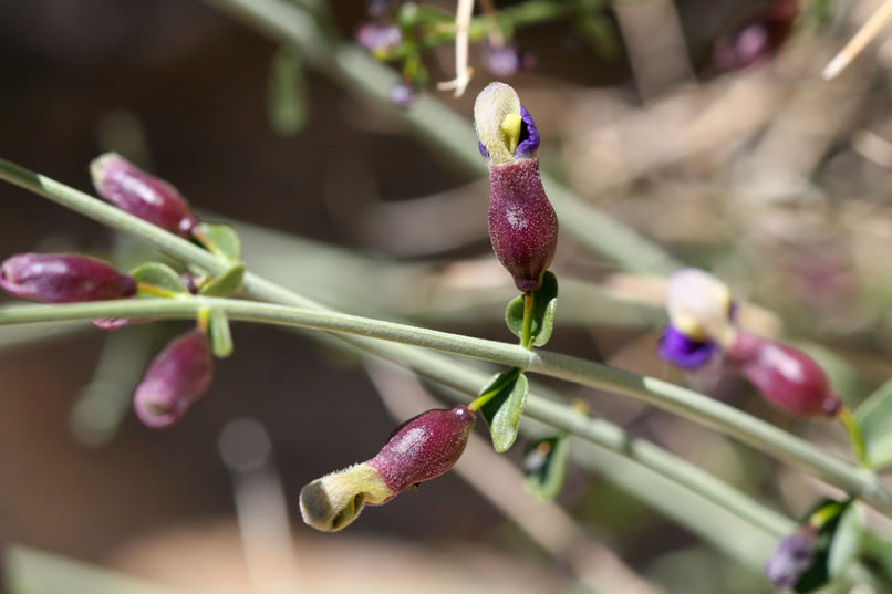 This unusual flower is the immature blossom of the bladder-sage, otherwise known as the paper-bag bush.  As the flower matures, the lower portion becomes inflated into a swollen pod.  As the pod dries, it resembles a Chinese lantern.  Desert ground squirrels rely on the seeds inside the papery pods as a source of food.