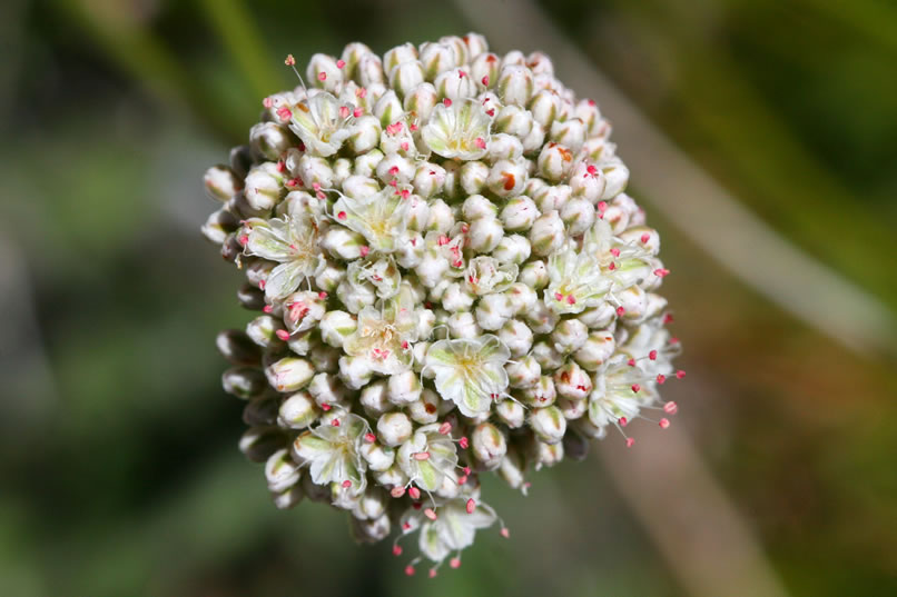 You can't really appreciate the beauty of the many tiny white flowers with pink centers that make up the buckwheat bloom until you see it magnified as it is in this macro photo.