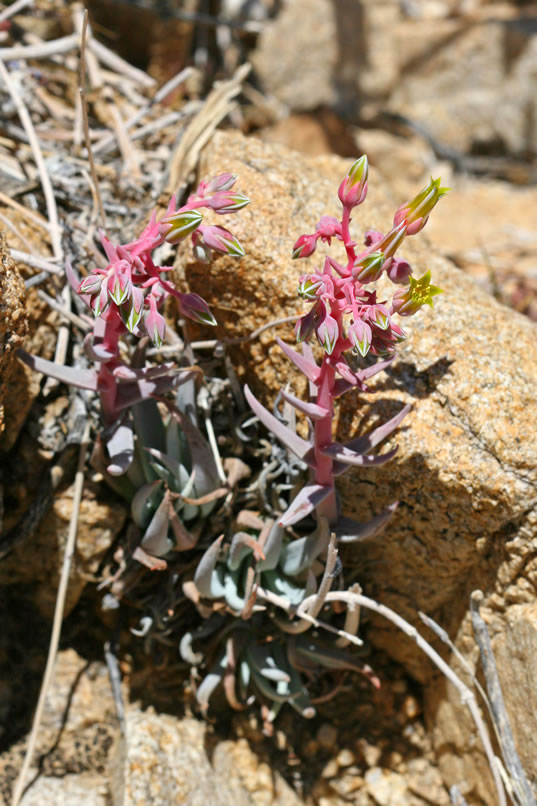 The Dudleya is a genus named after the Stanford professor William Dudley.  It contains about forty species of interesting succulents, such as the one seen here.