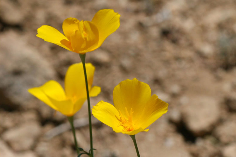 desert gold-poppy