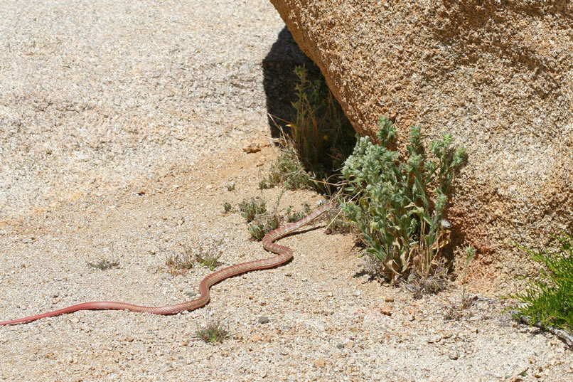 Just as we start to organize ourselves for the group shot, a speedy red racer surges right past us.  It almost makes it to the next boulder pile before Niki is able to get a quick photo of it.  It's really fast!