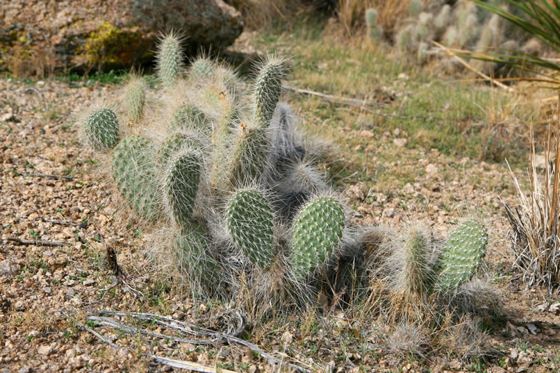 Numerous types of cacti and wildflowers dot the periphery of the little flat.