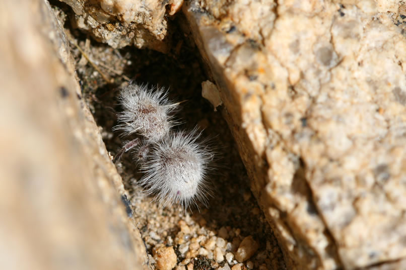Niki digs into her pack for her macro lens to document the speedy foraging of this furry white velvet ant, dasymutilla gloriosa.