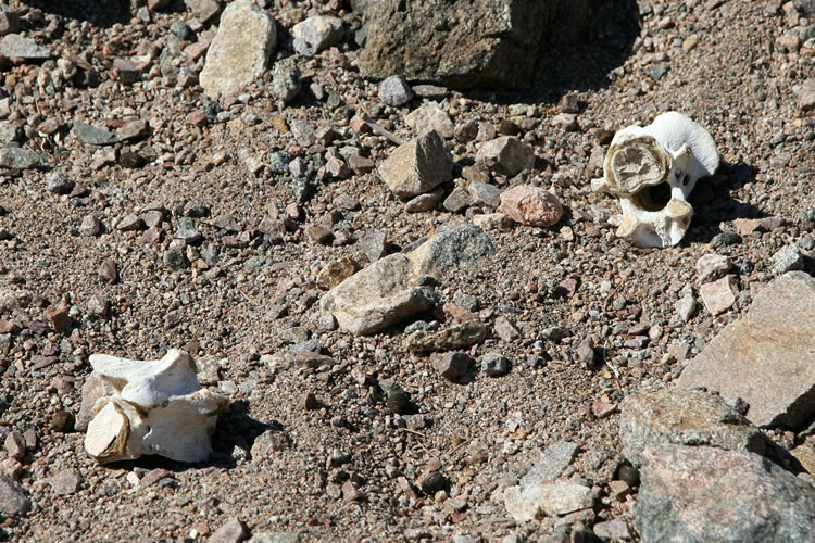 Obviously critters larger than birds and bees frequent the guzzler as well.  These vertebrae, which might be from a bighorn sheep, hint at the darker side of life in the wild.