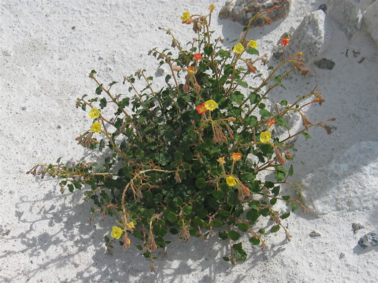 We can't imagine how this golden evening primrose is surviving in such a hostile and sterile environment.