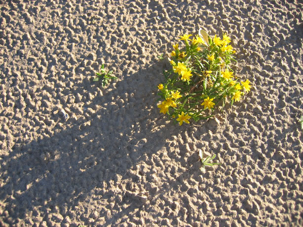 Long shadows in the morning.