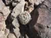 fishhook cactus  (101kb)