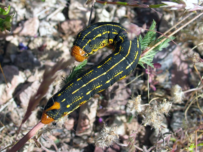 White-lined Sphinx Moth caterpillar