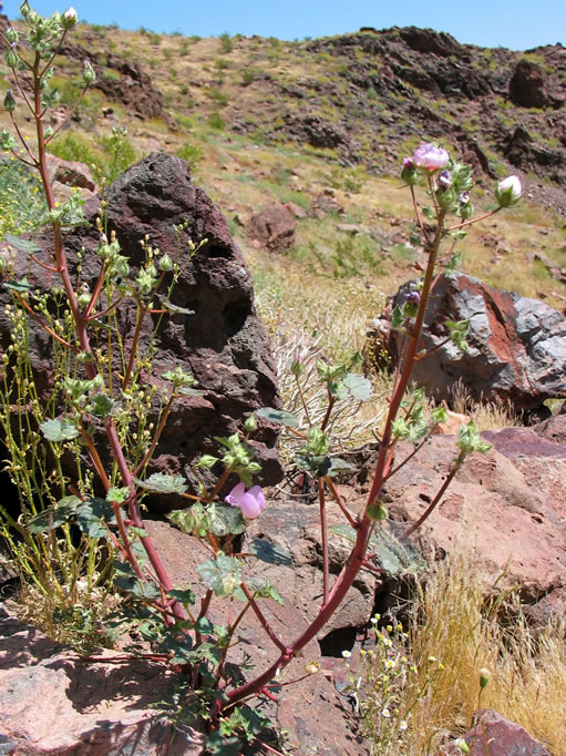 This desert five-spot is a member of the mallow family.