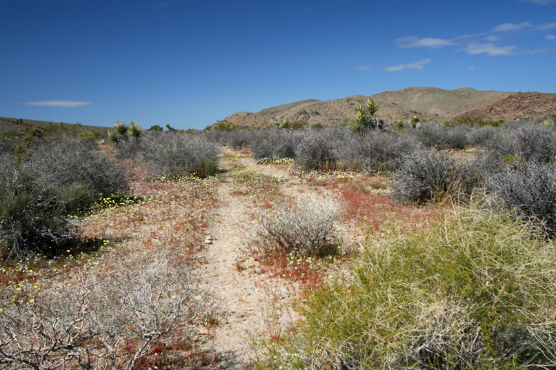 If anything, the morning light is even better at picking out the intense colors of the surrounding wildflowers.  Here are some views from along the trail.